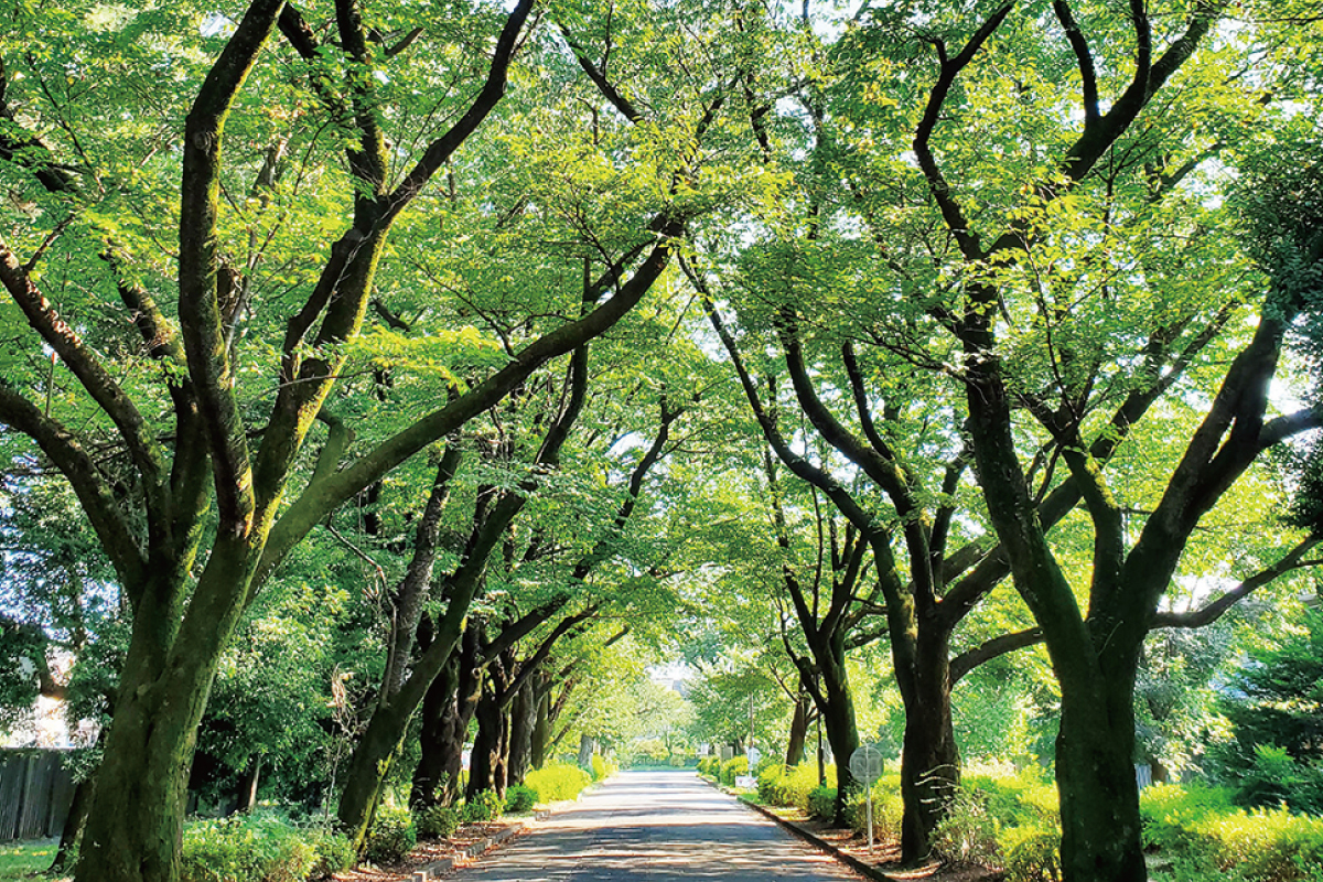 小金井公園