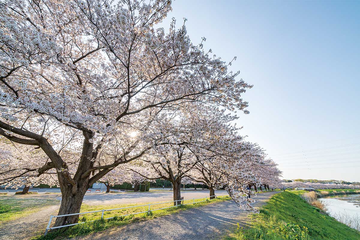 見沼田んぼの桜回廊