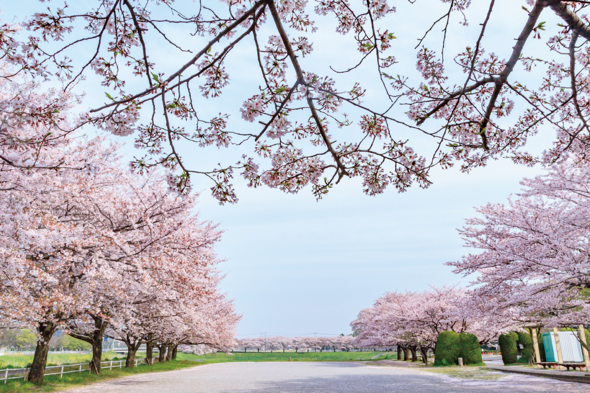 【大宮公園】 【大宮公園】