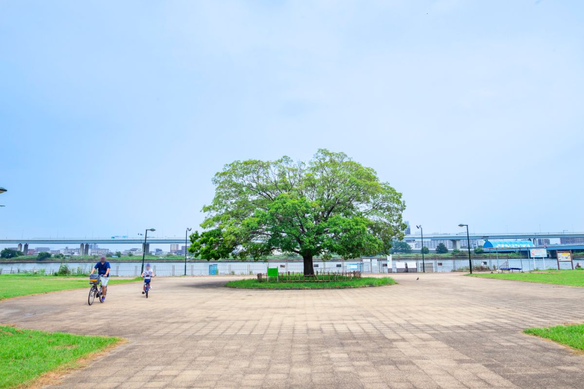 運動 公園 平井