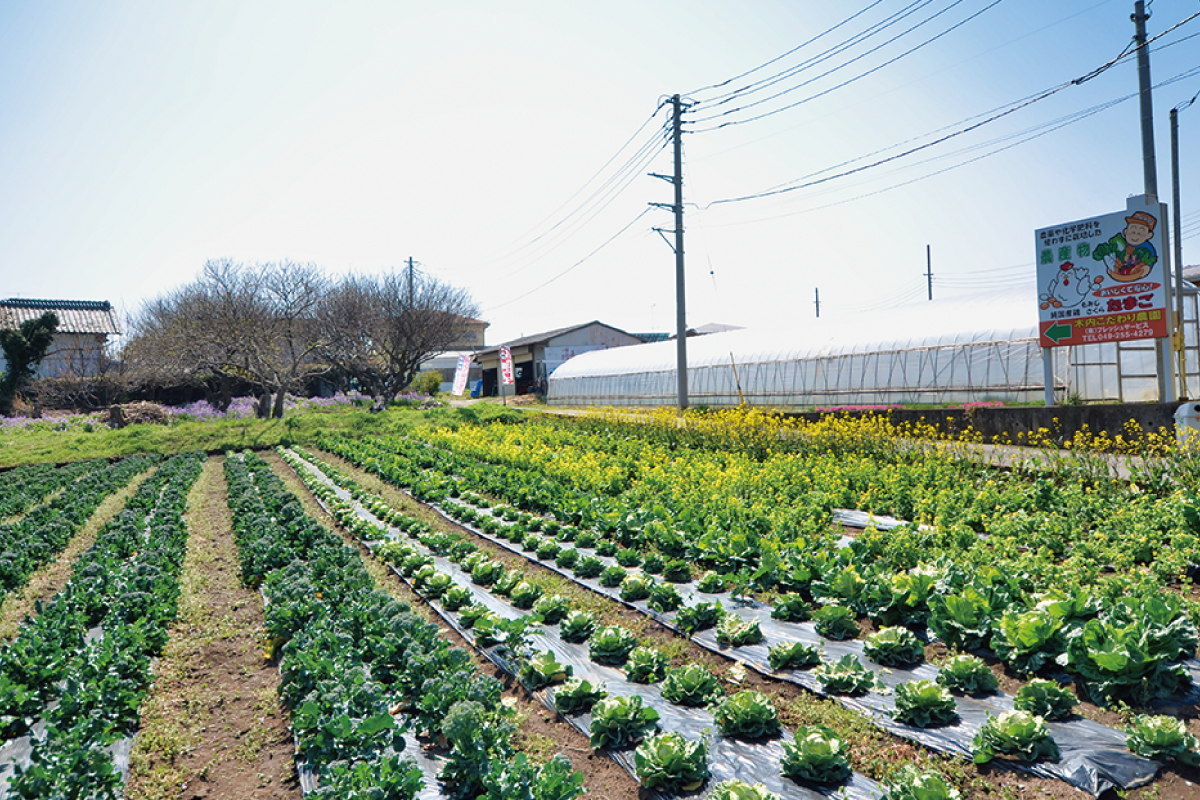 木内こだわり農園