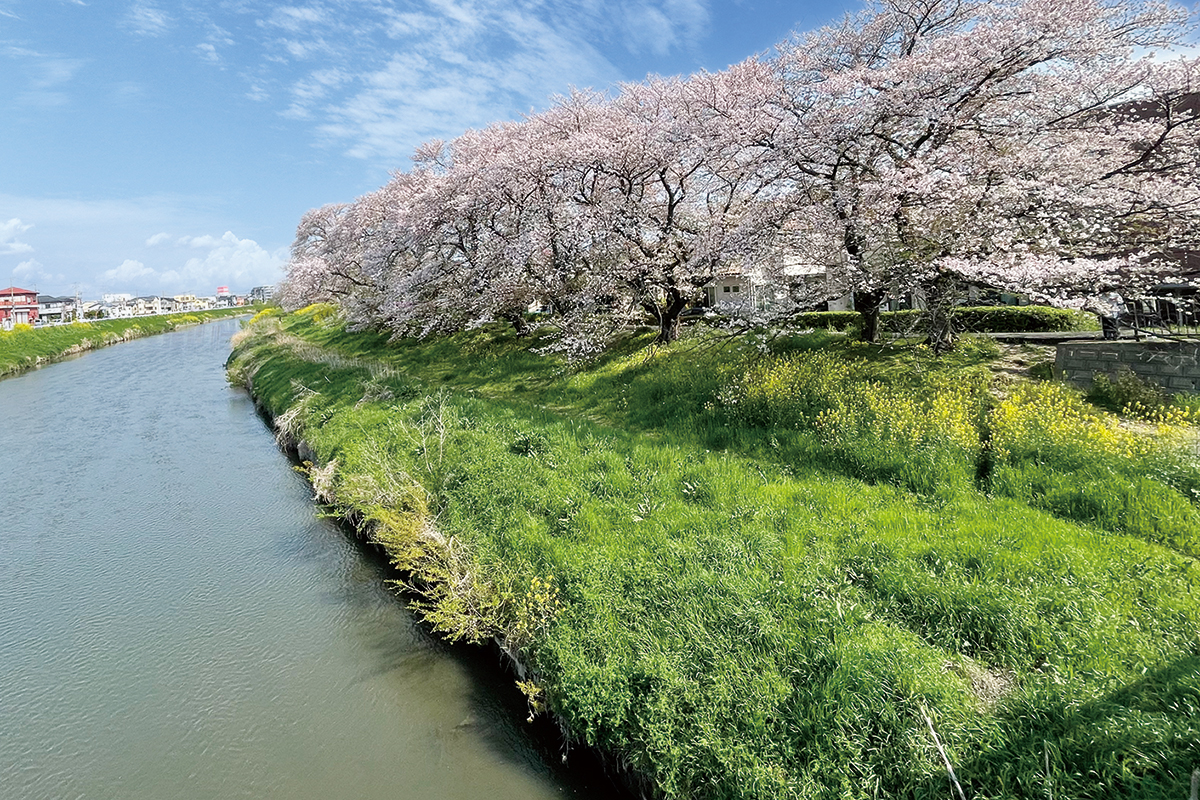 元荒川桜堤 元荒川桜堤