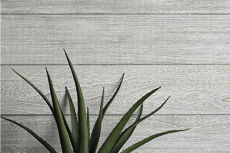 【KIRINOKA/シャイニーウッド】