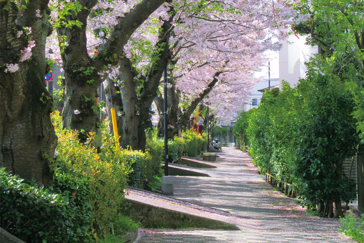 桜土手公園