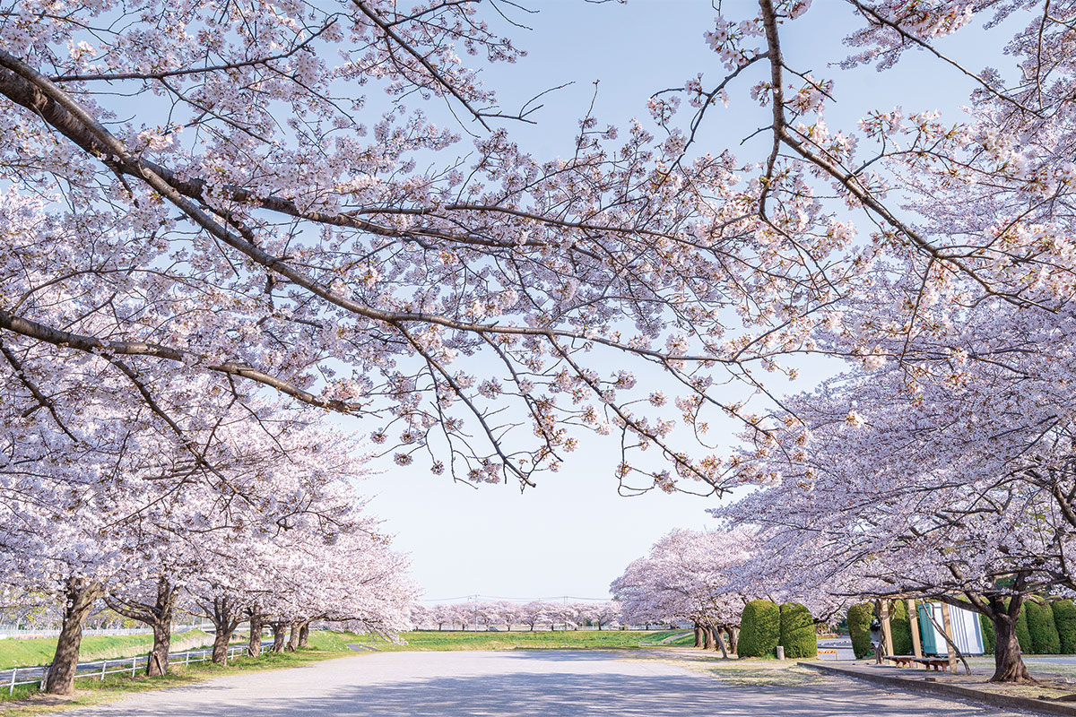 見沼田んぼの桜回廊