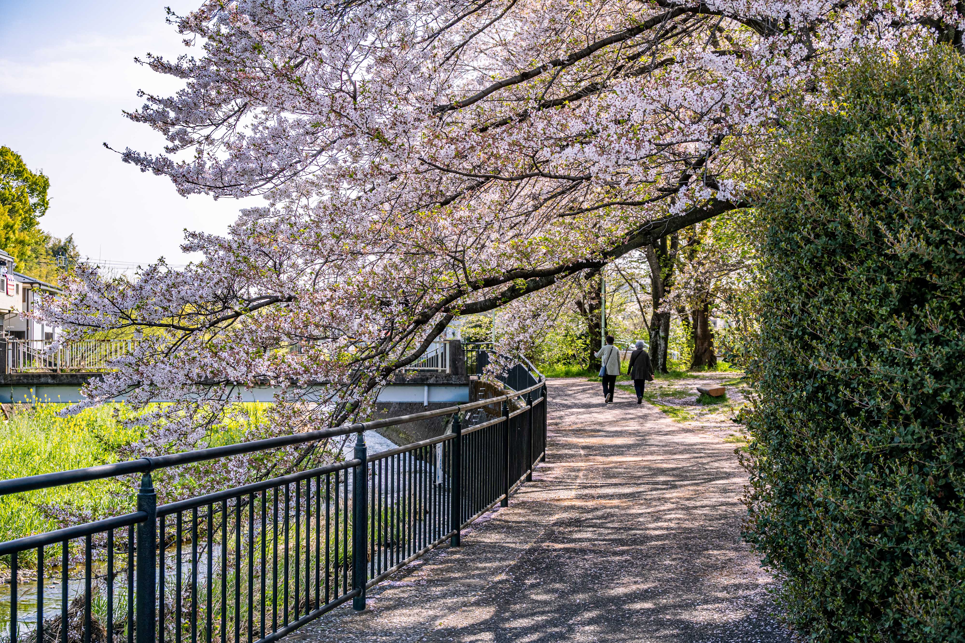 桜の公園