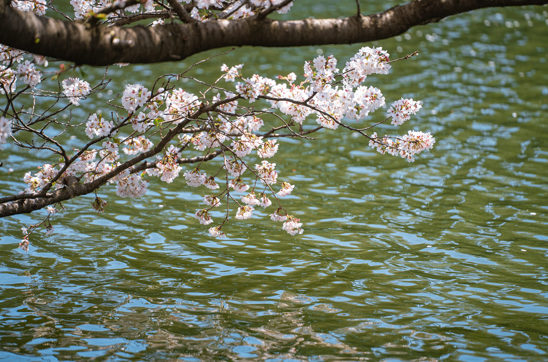 石神井公園イメージ